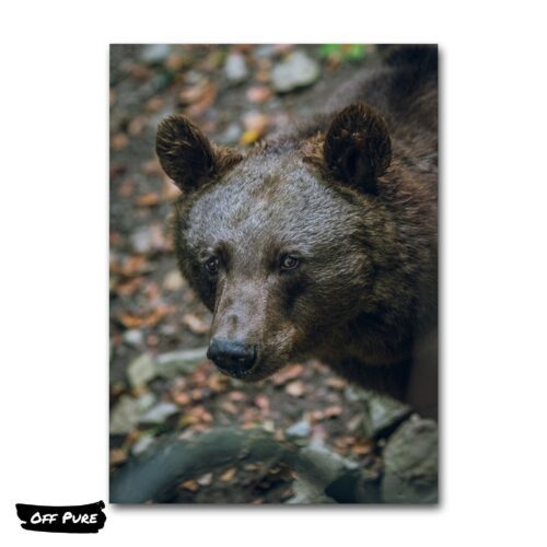 toiles-ours-poster
