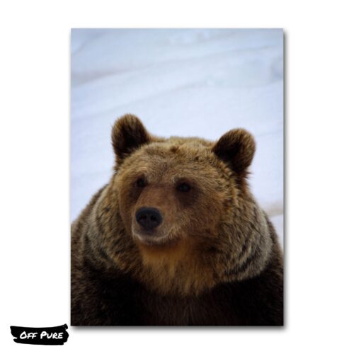 toile-animaux-ours-poster