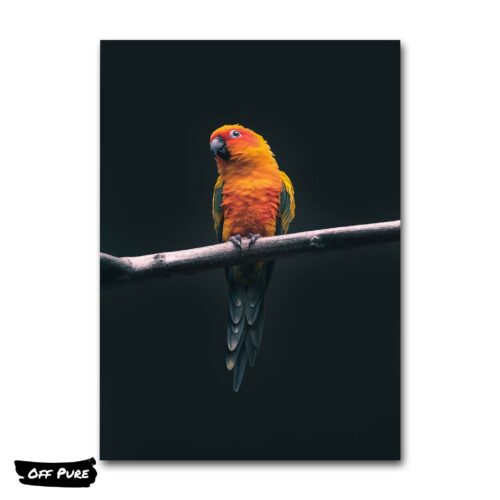 perroquet-orange-poster
