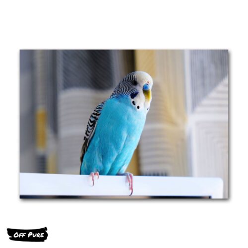 bleu-perroquet-poster