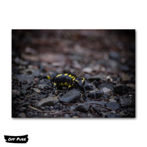 cadre-photo-salamandre-poster