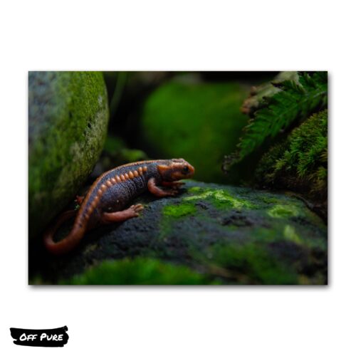 affiche-salamandre-poster