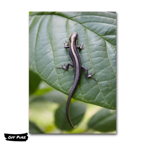 tableau-salamandre-poster