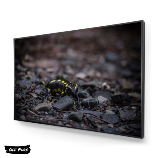 cadre-photo-salamandre-tableau