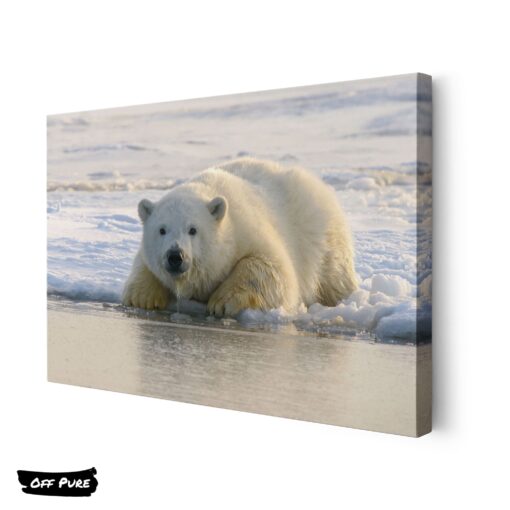 affiche-ours-polaire-toile