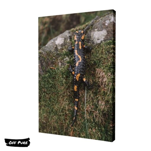 poster-salamandre-toile